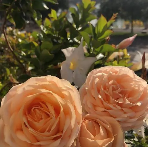 아파트 La Piu' Bella *